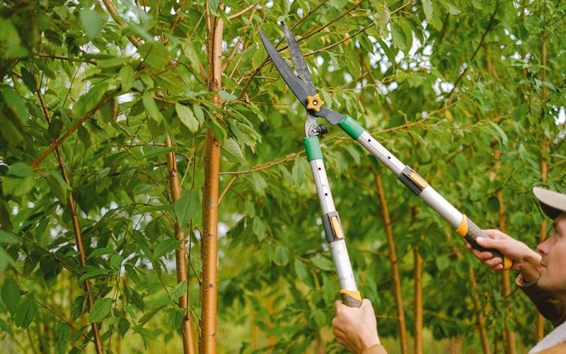 Tree trimming in Makaweli, HI